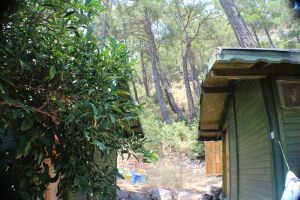 Olympos-Zeytin-Pansiyon-024