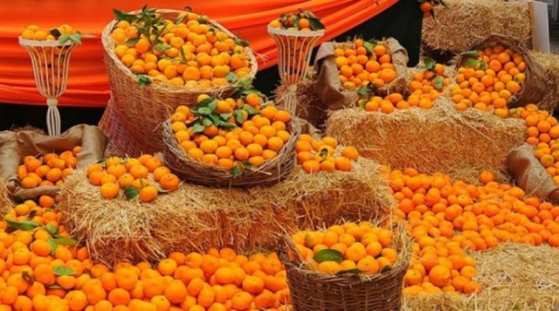 seferihisar mandalina festivali turu